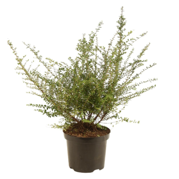 Chèvrefeuille à Feuilles De Buis Ernest Wilson – Lonicera nitida Ernest Wilson 50cm en pot – Fleur Chèvrefeuille à Feuilles De Buis Ernest Wilson – Lonicera nitida Ernest Wilson 50cm en pot – Fleur