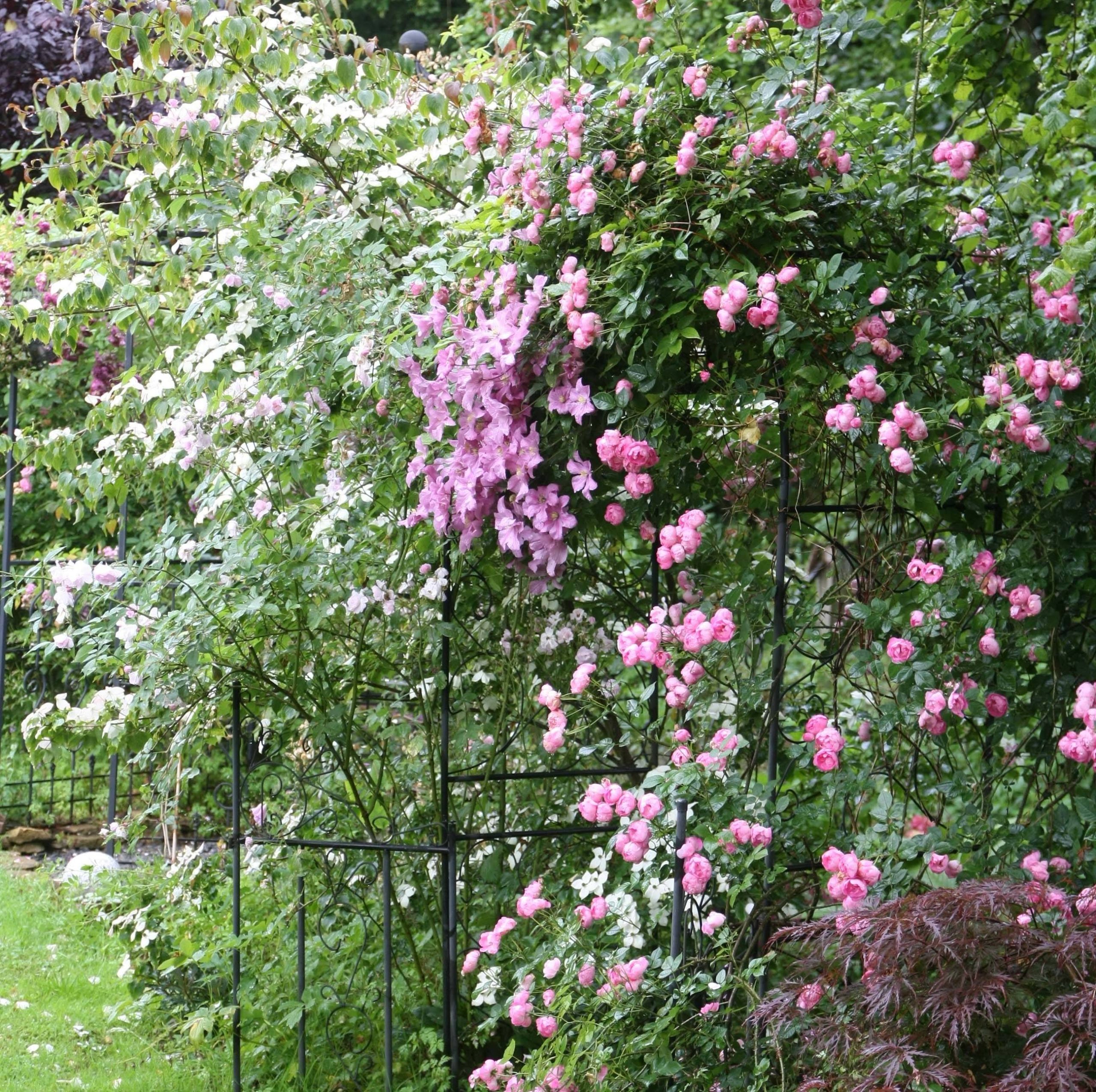 Clématite - Clematis Comtesse de Bouchaud Pot de 2L/3L