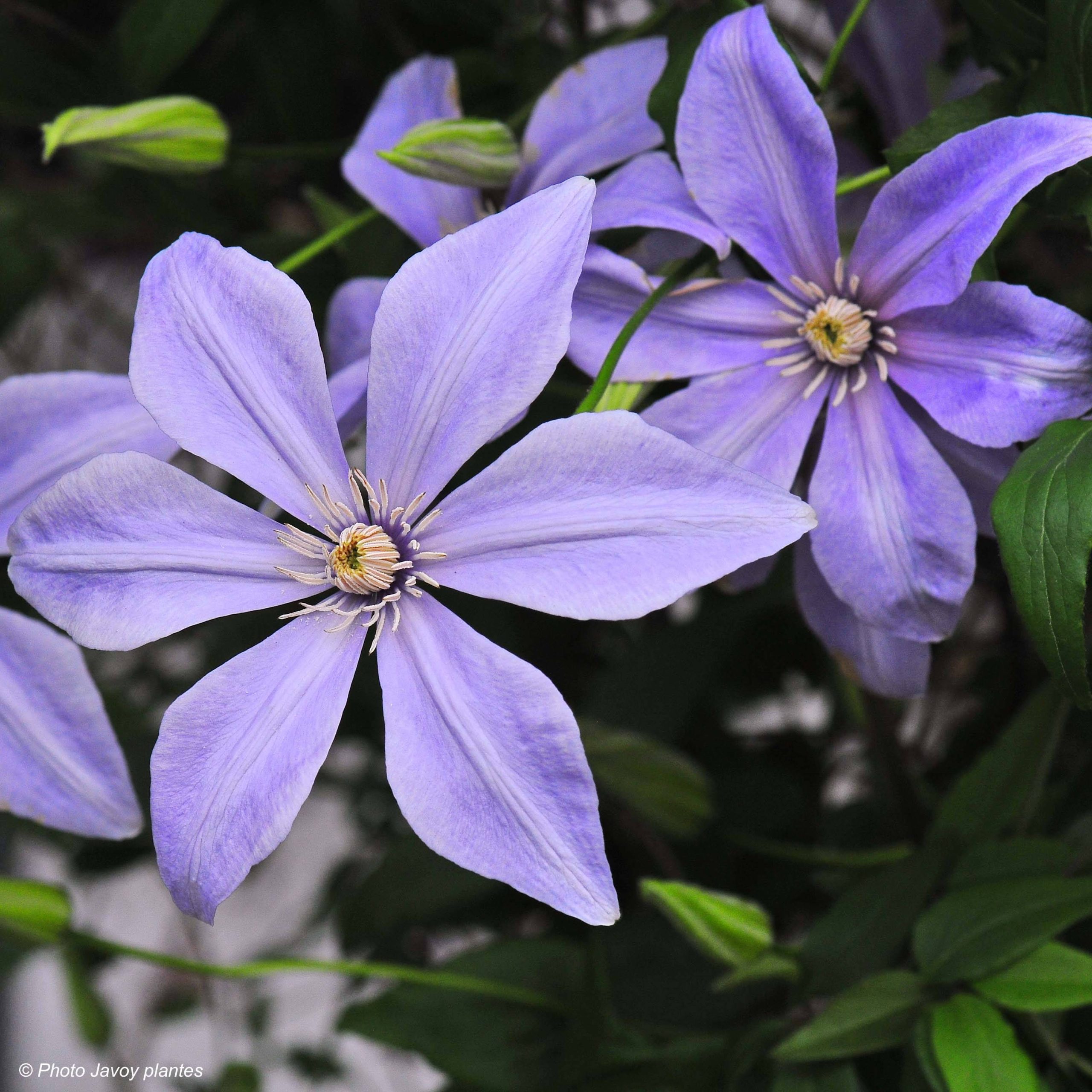 Clématite - Clematis Sugar Sweet (Scented Clem) Pot de 2L/3L