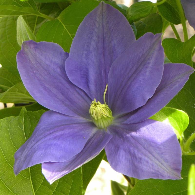 Clématite Fuji Musume à fleurs Bleue - feuillage Caduc - Pot de 3L - Echelle bambou 60/120 cm- hauteur à maturité De 1,50 m à 2,00 m