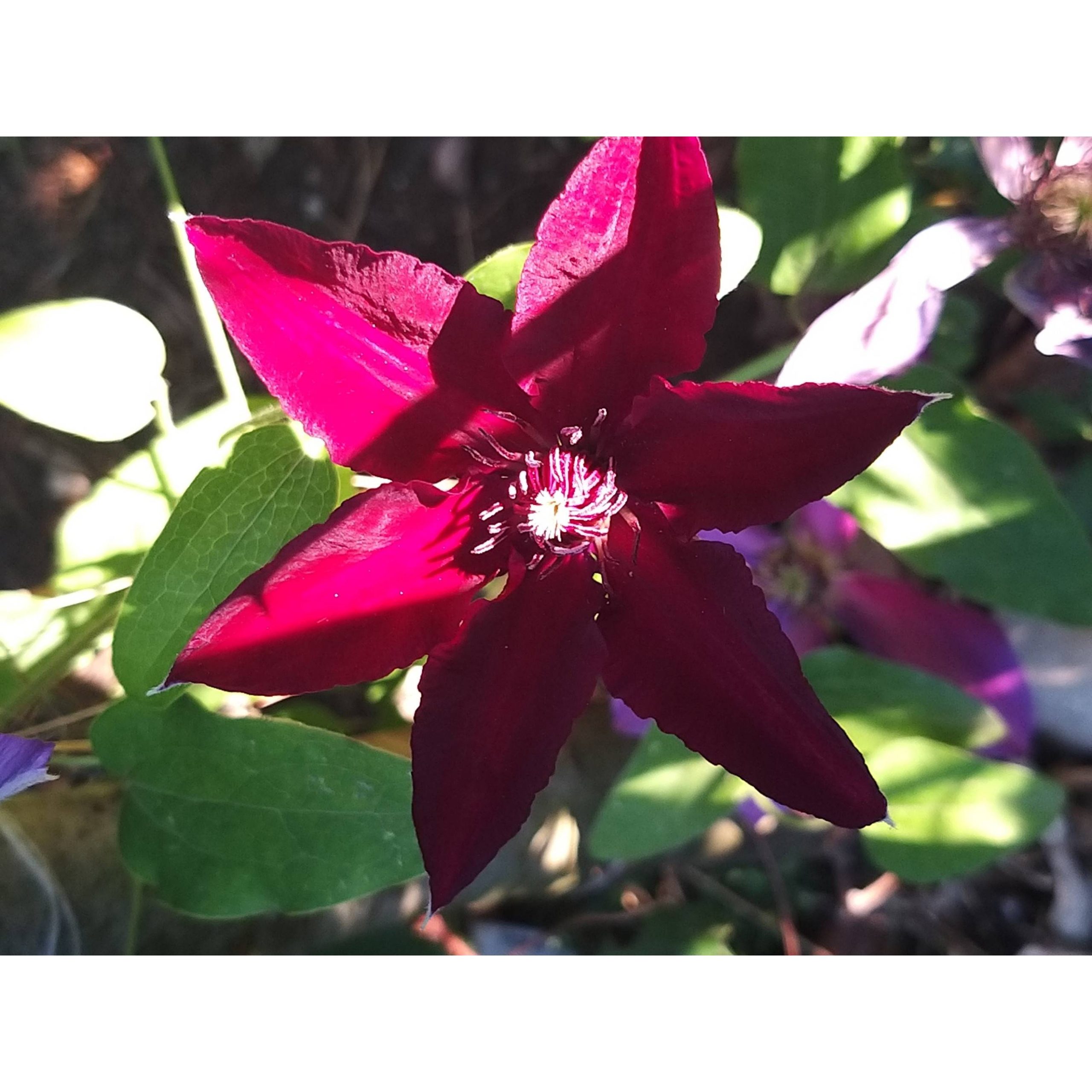 Clématite Huvi Pot de 2L/3L