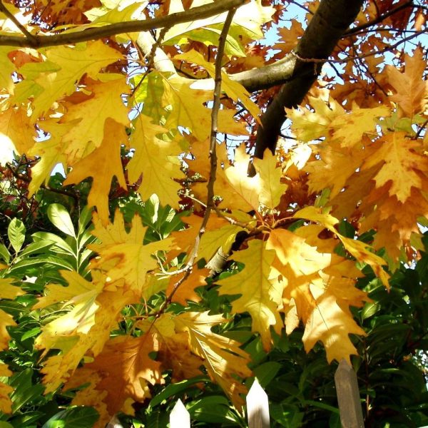 Chêne rouge d’Amérique Boltes Gold, Quercus rubra – Pot de 15L – Baliveau Chêne rouge d’Amérique Boltes Gold, Quercus rubra – Pot de 15L – Baliveau