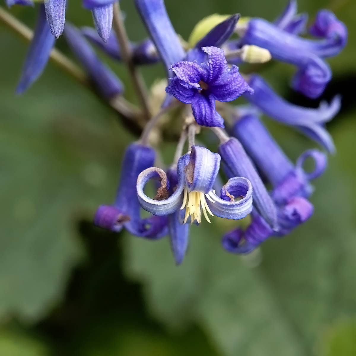 Clématite herbacée - Clematis heracleifolia China Purple - en racines nues