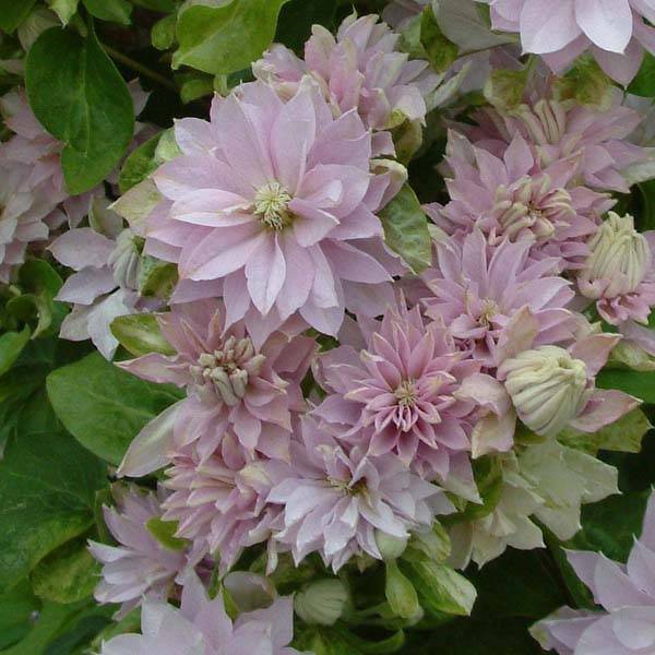 Clématite - Clematis Dancing Queen Pot de 2L/3L