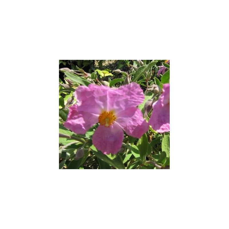 Ciste pulvérulent Sunset, Cistus à fleurs Rose - feuillage Persistant - Pot de 3L - 40/60 cm- hauteur à maturité De 0,50 m à 1,00 m