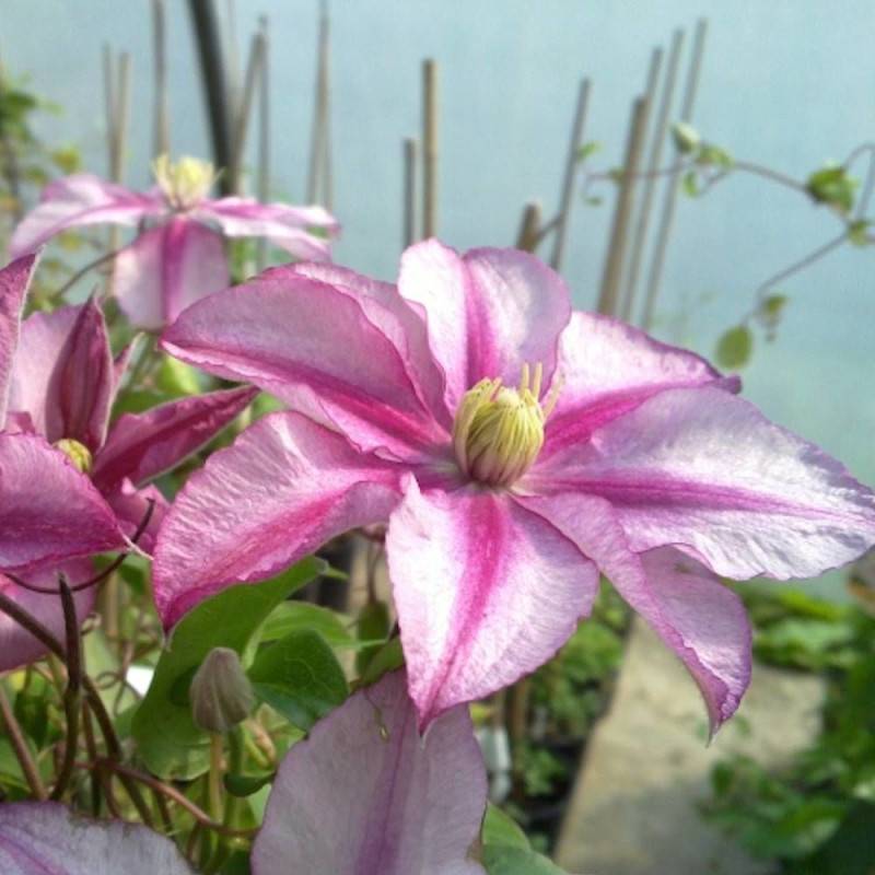 Clématite Lasting Love® ' Grazyna' à fleurs Blanche - feuillage Caduc - Pot de 2L - Tuteur bambou 60/90 cm- hauteur à maturité De 2,00 m à 2,50 m