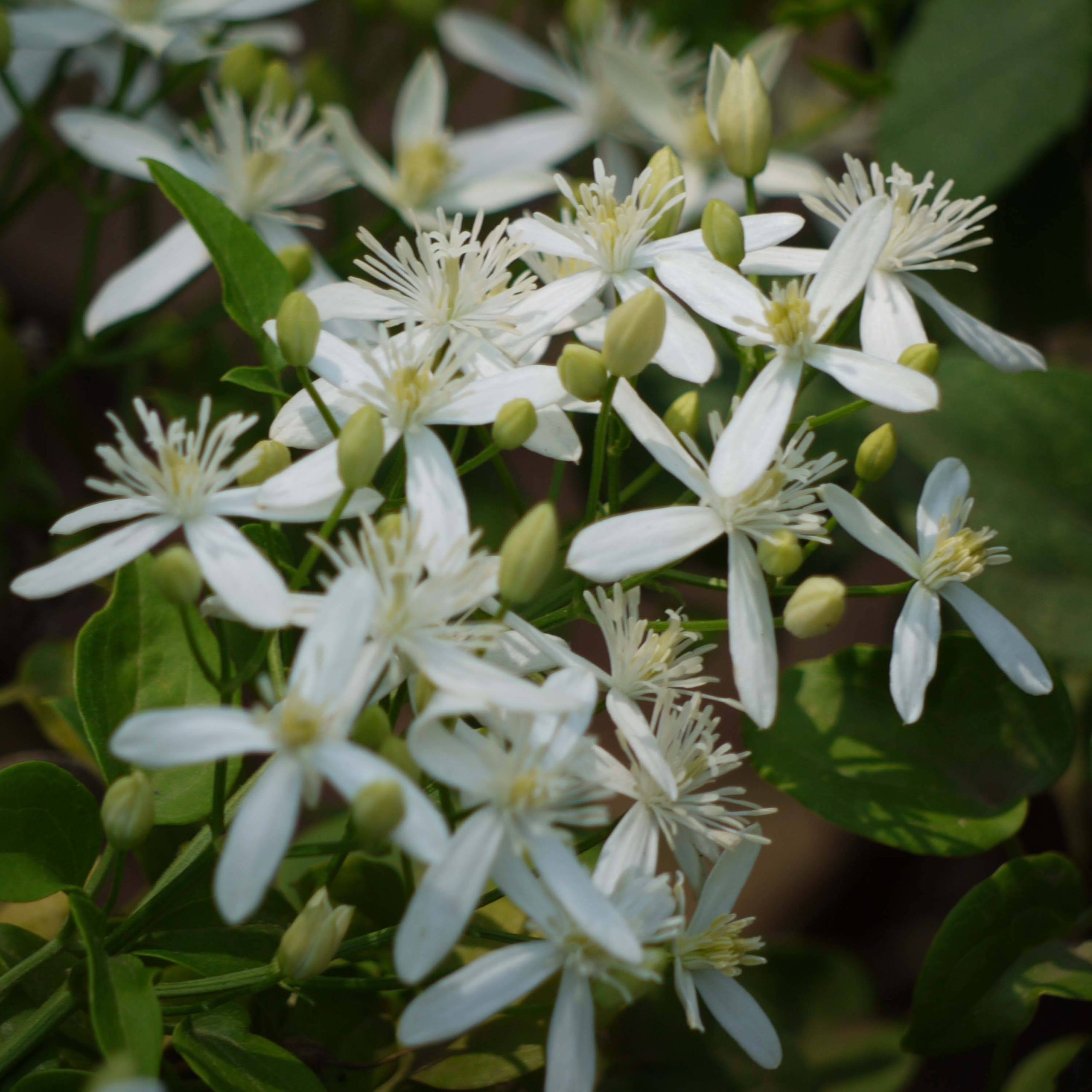 Clématite odorante - Clematis flammula Godet de 8/9 cm