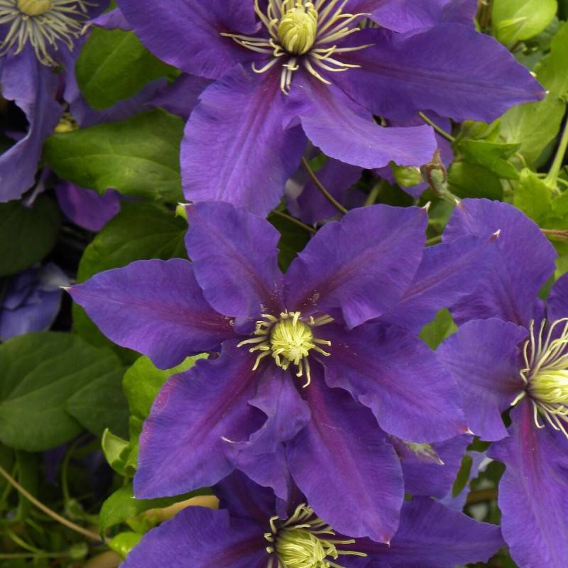 Clématite Chevalier™ 'Evipo040' à fleurs Bleue - feuillage Caduc - Pot de 3L - Echelle bambou 60/120 cm- hauteur à maturité De 1,50 m à 2,00 m