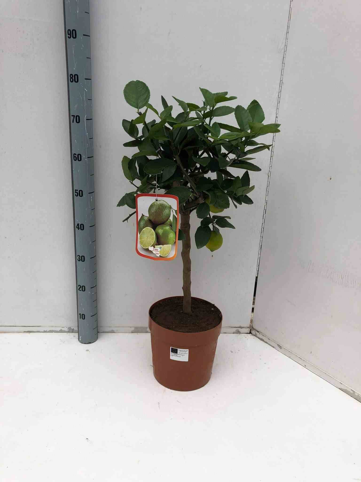 Citrus aurantifolia (citron vert) Pot de 4 litres - 30/50 cm