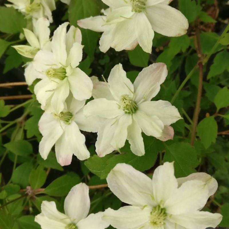 Clématite montana Starlet® White Perfume 'fpdw2009' à fleurs Blanche - feuillage Caduc - Godet - 5/20 cm- hauteur à maturité De 5,00 m à 10,00 m