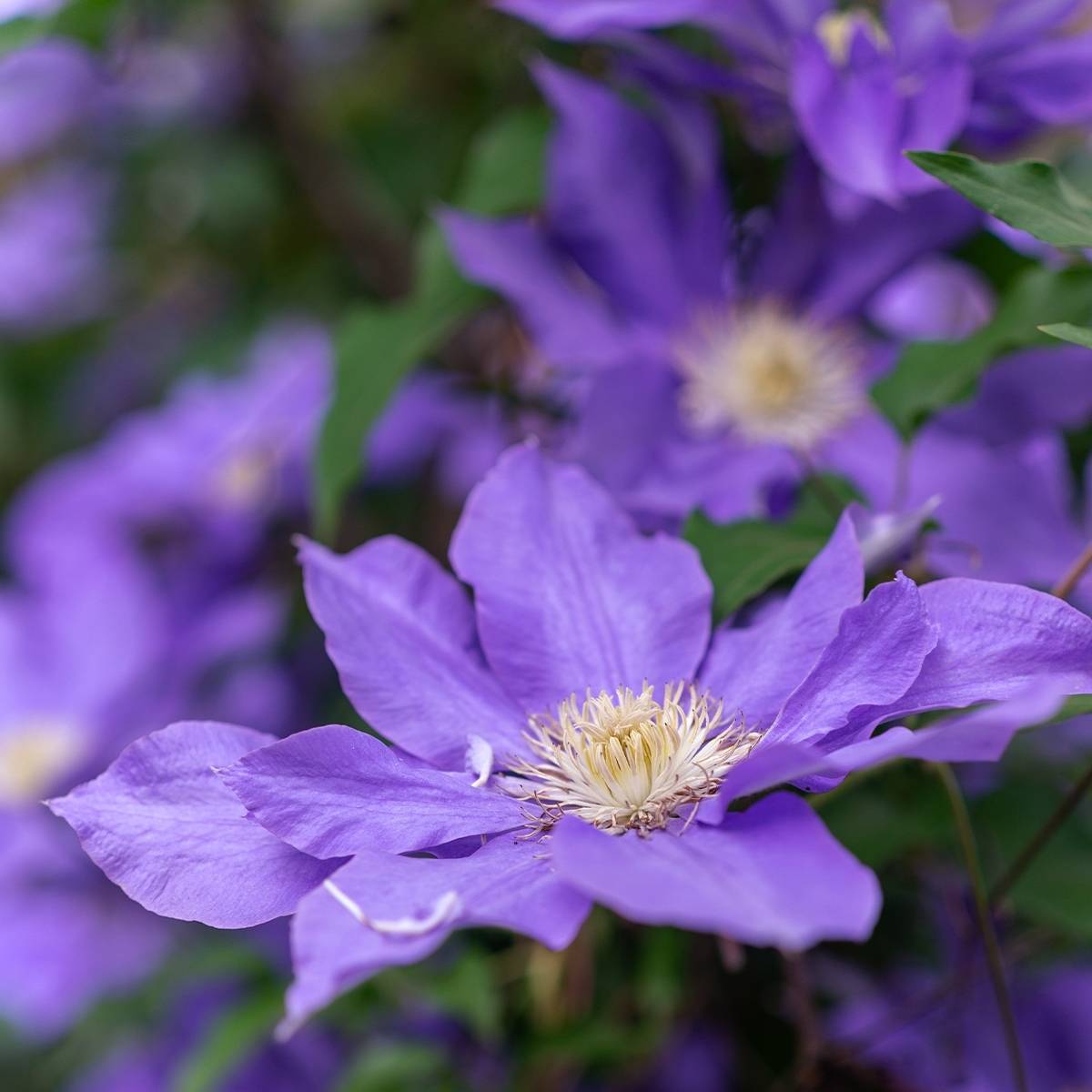 Clématite - Clematis Couronne Royale (= Haku Ookan) Pot de 1,5L/2L