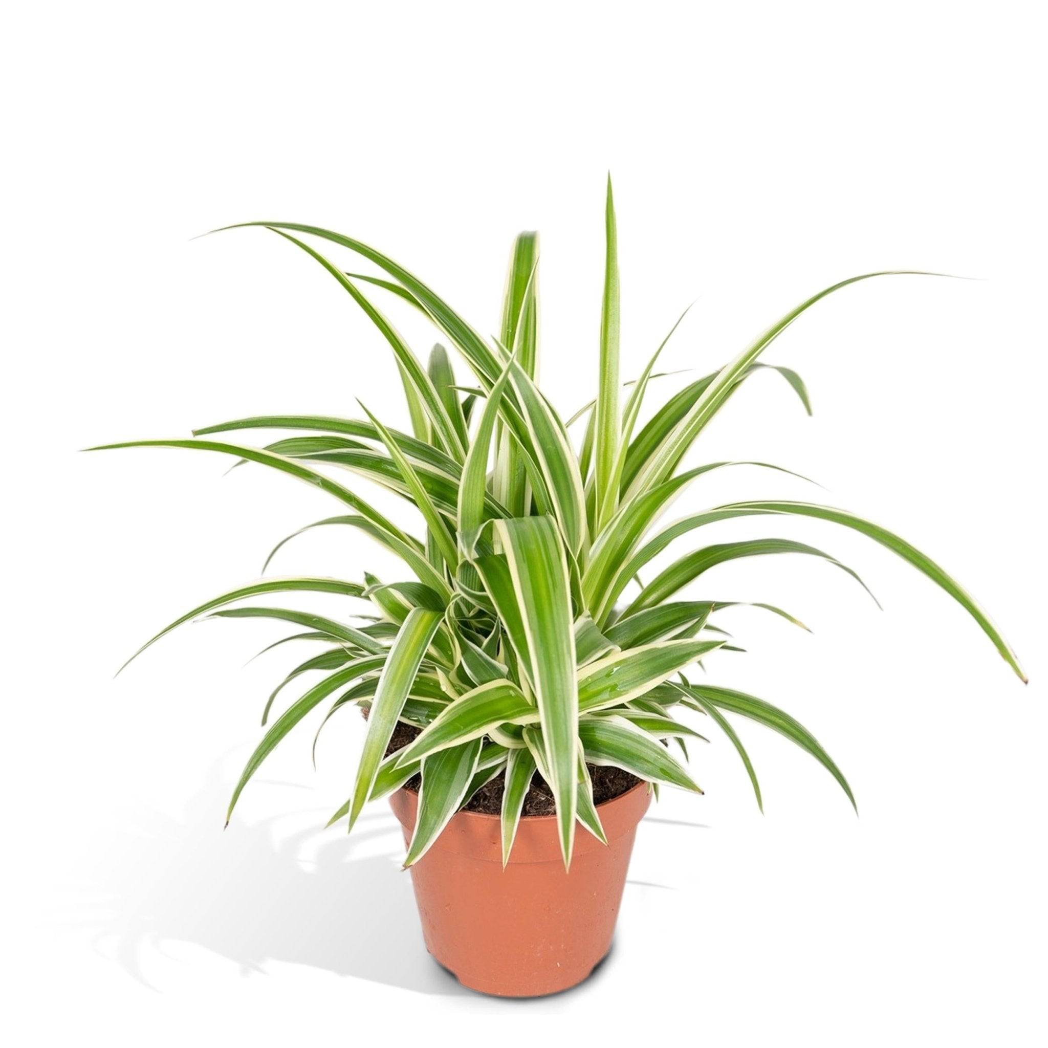 Chlorophytum variegata 12cm - Plante d'intérieur- La Green Touch
