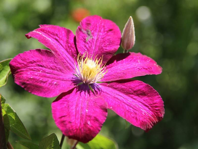 Clématite - Clematis Ville de Lyon Pot de 1,5L/2L