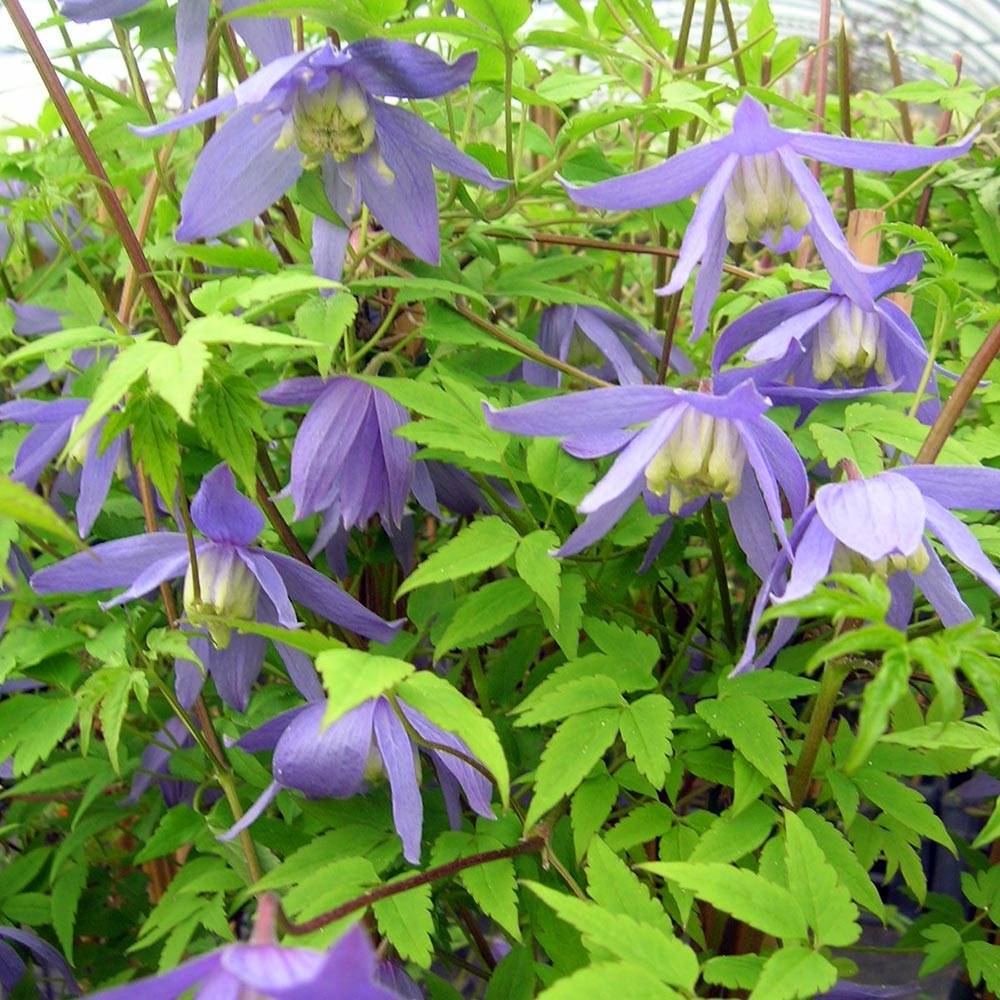 Clématite - Clematis alpina Pot de 2L/3L