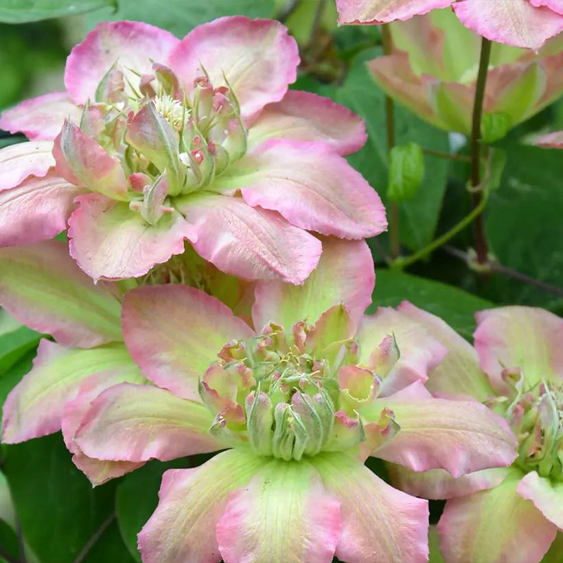 Clématite - Clematis Pistachio Cake Pot de 2L/3L