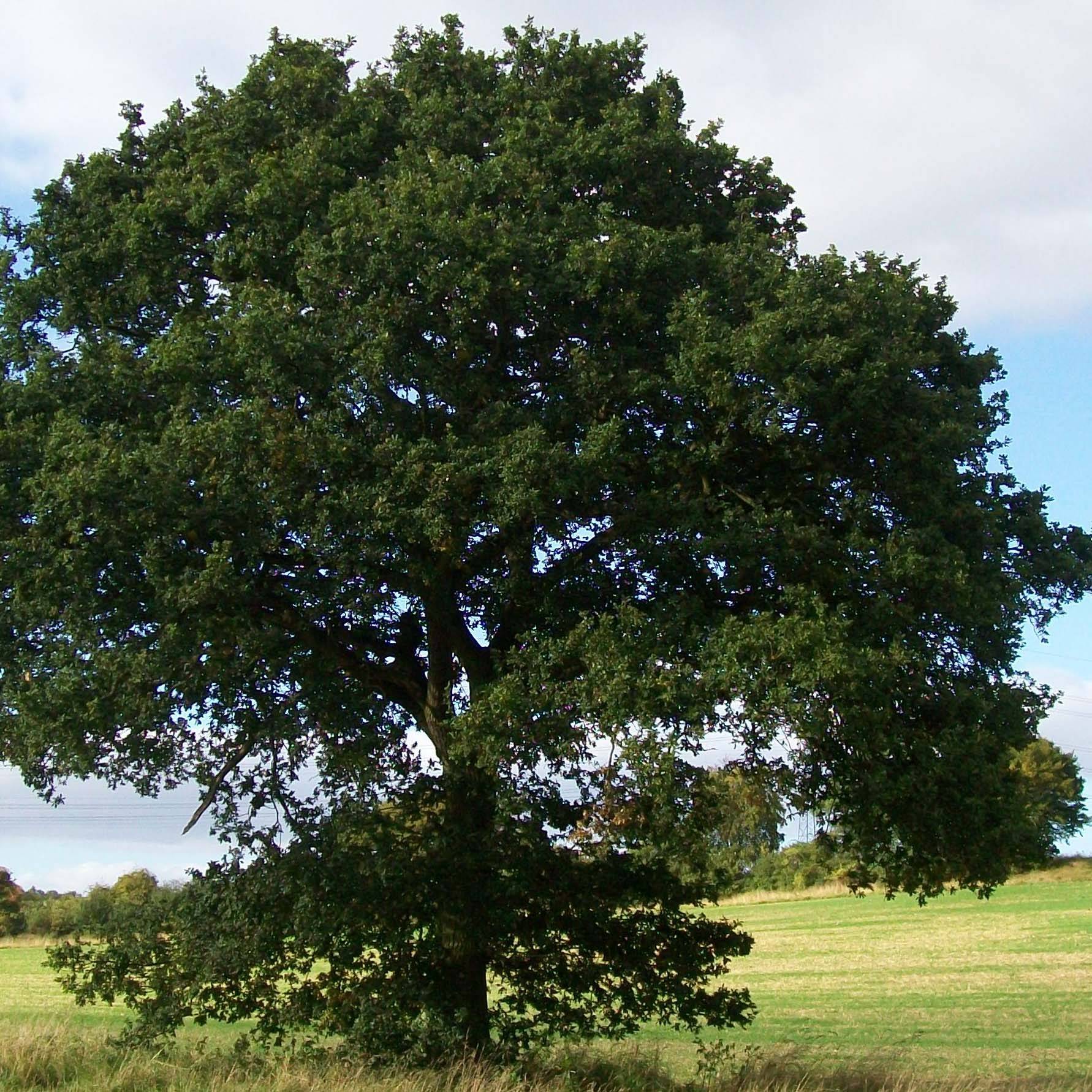 Chêne pédonculé - Quercus robur Pot de 7,5L/10L