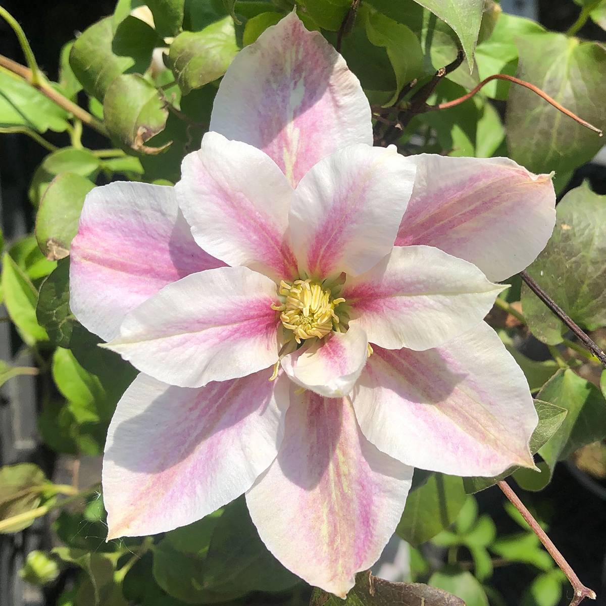 Clématite - Clematis Andromeda Pot de 2L/3L