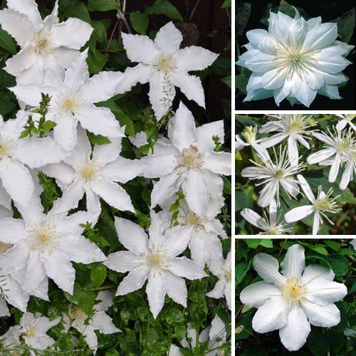 Clématite blanche plante grimpante florifère rustique en pot - GardenersDream