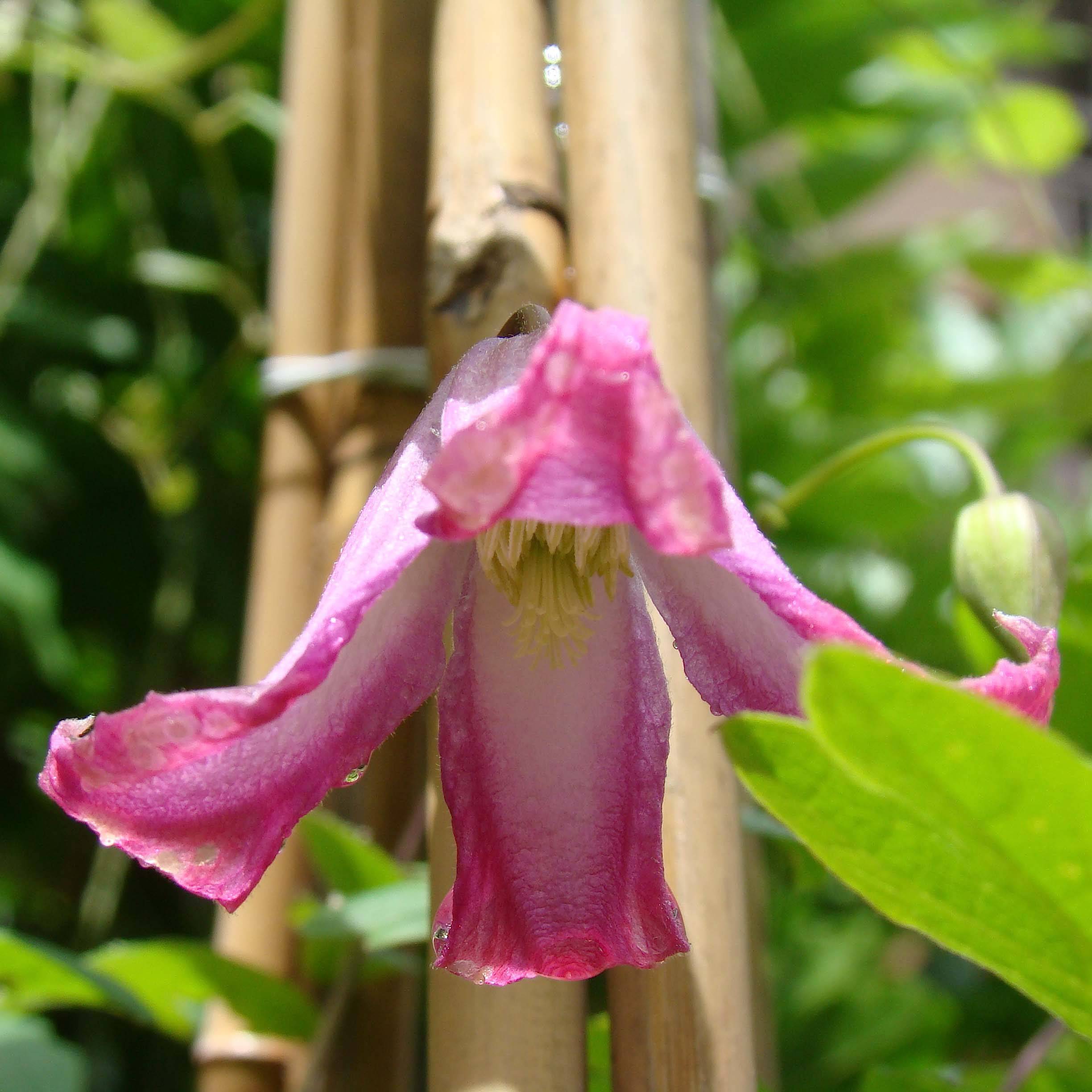 Clématite - Clematis texensis Odoriba Pot de 2L/3L