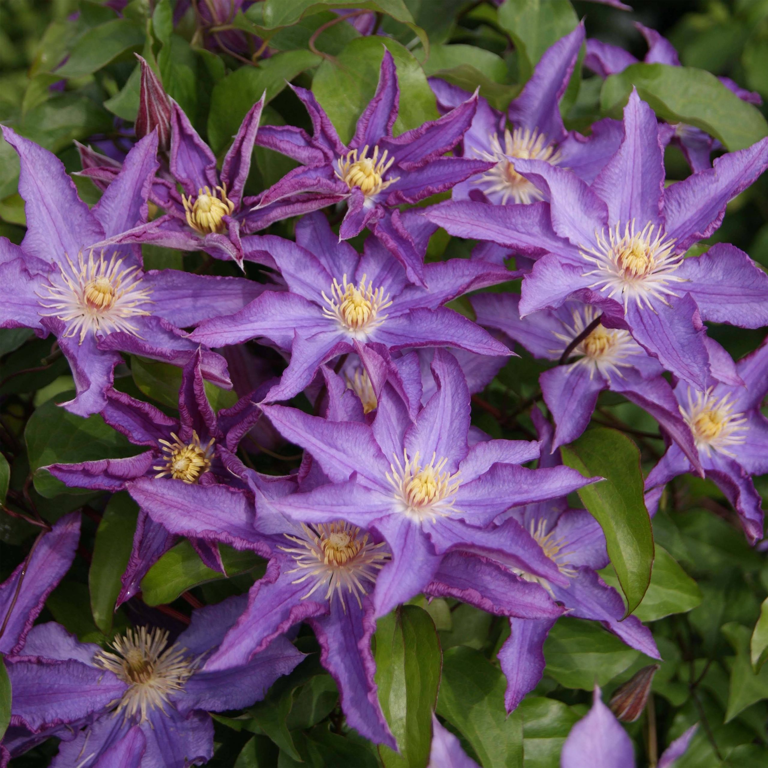 Clématite - Clematis Palette Pot de 2L/3L