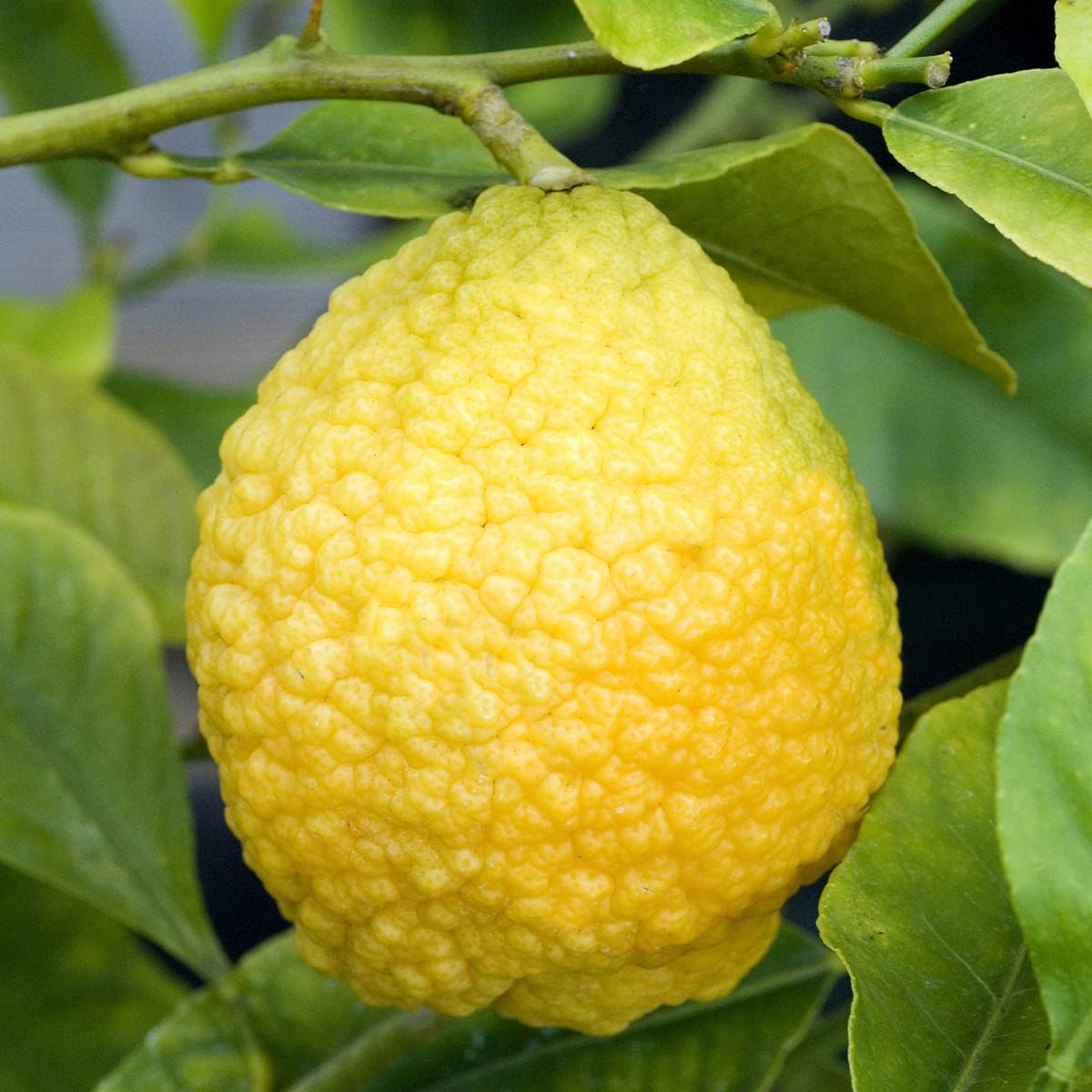 Citrus medica Maxima - Cédrat Maxima Pot de 4L/5L, 1/4 de tige
