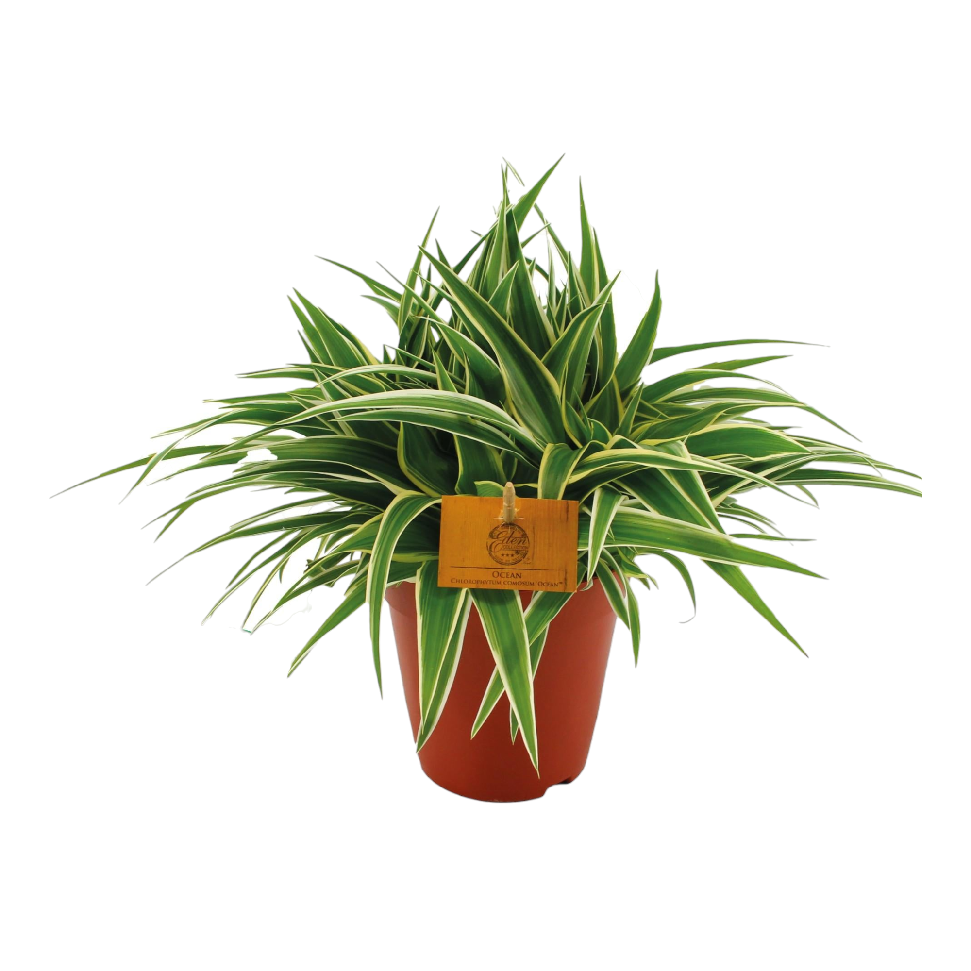 Chlorophytum 'Ocean' 25cm - Plante d'intérieur- La Green Touch