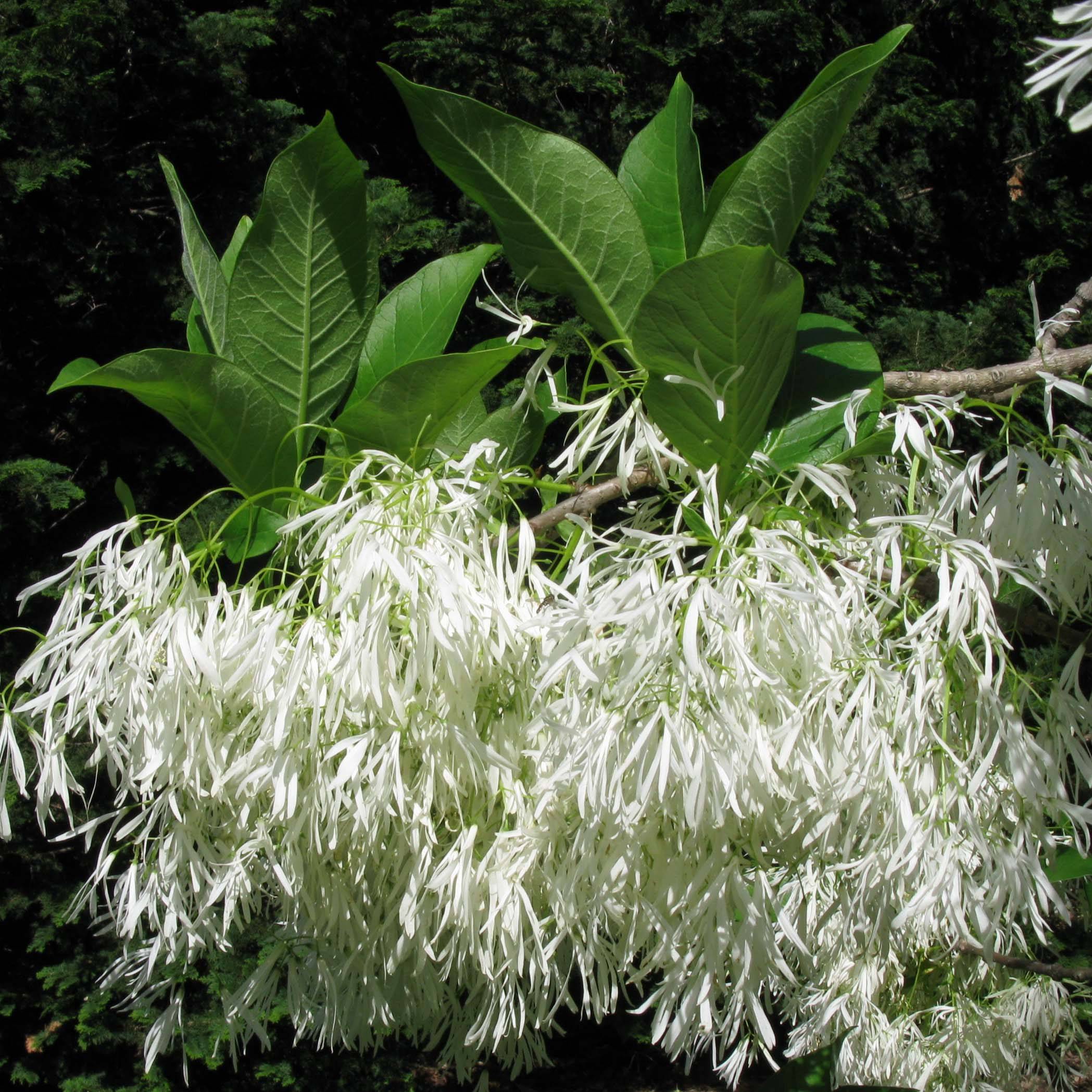 Chionanthus virginicus - Arbre de neige Pot de 4L/5L