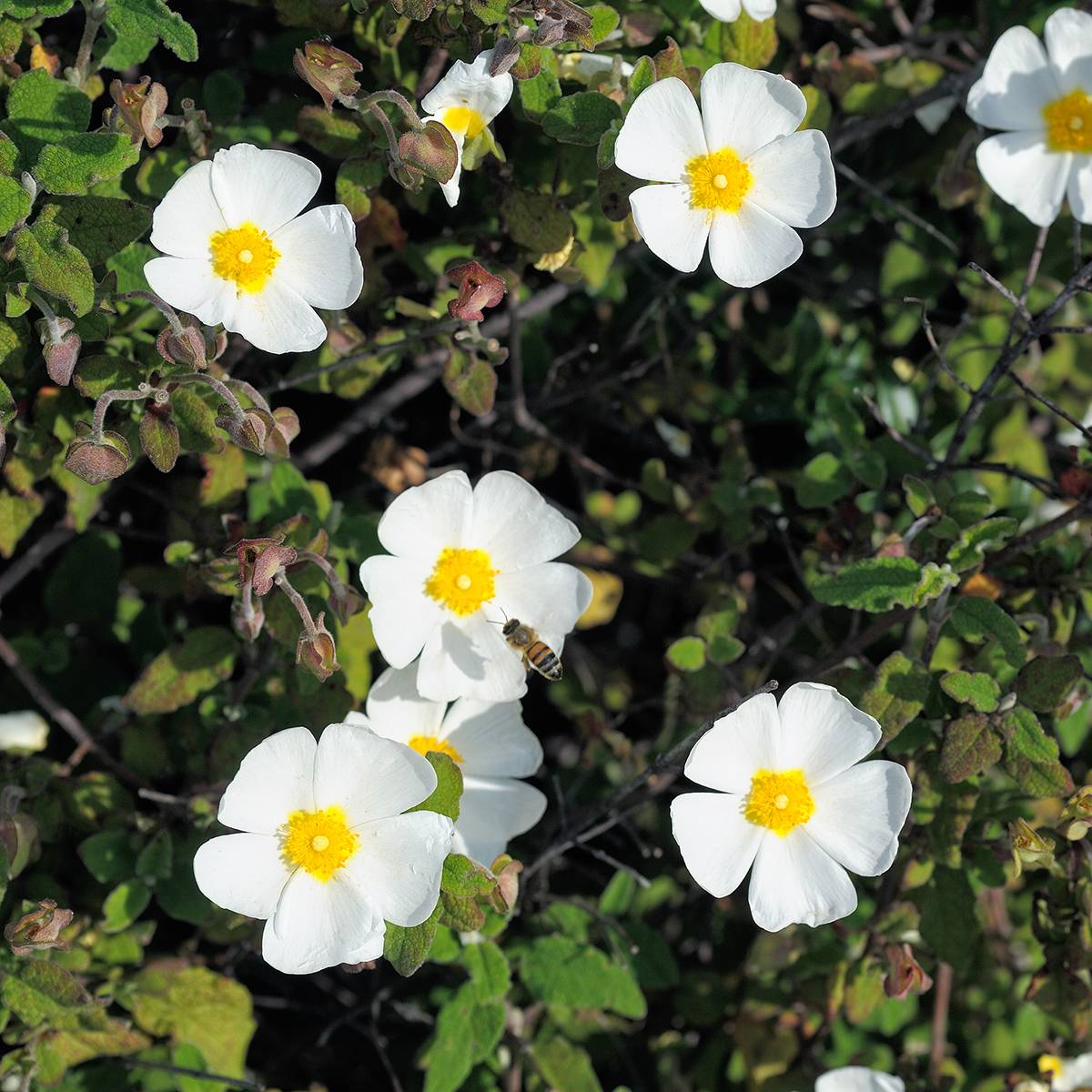 Ciste obtusifolius - Cistus obtusifolius Pot de 2L/3L