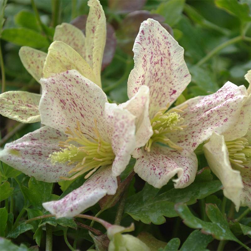 Clématite - Clematis cirrhosa Winter Parasol Pot de 2L/3L