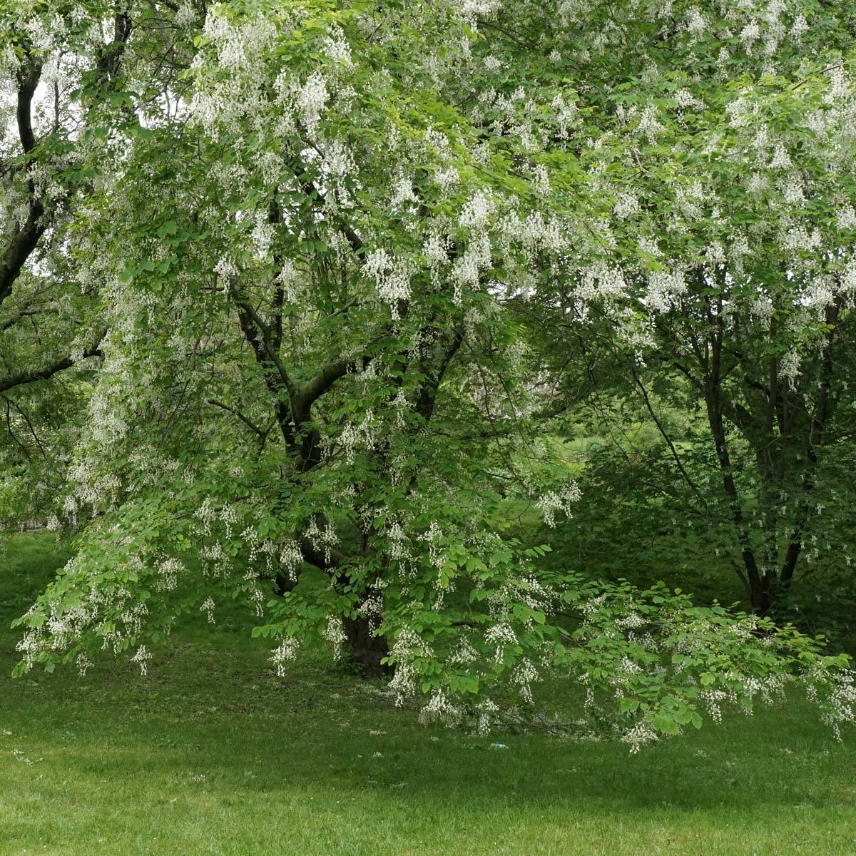 Cladrastis kentukea - Virgilier à bois jaune Pot de 6L/7L