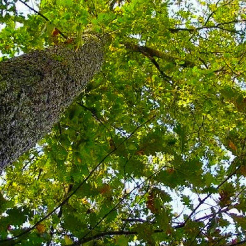 Chêne pubescent (Quercus pubescens) - Godet - Taille 20/40cm - Pépinières Naudet