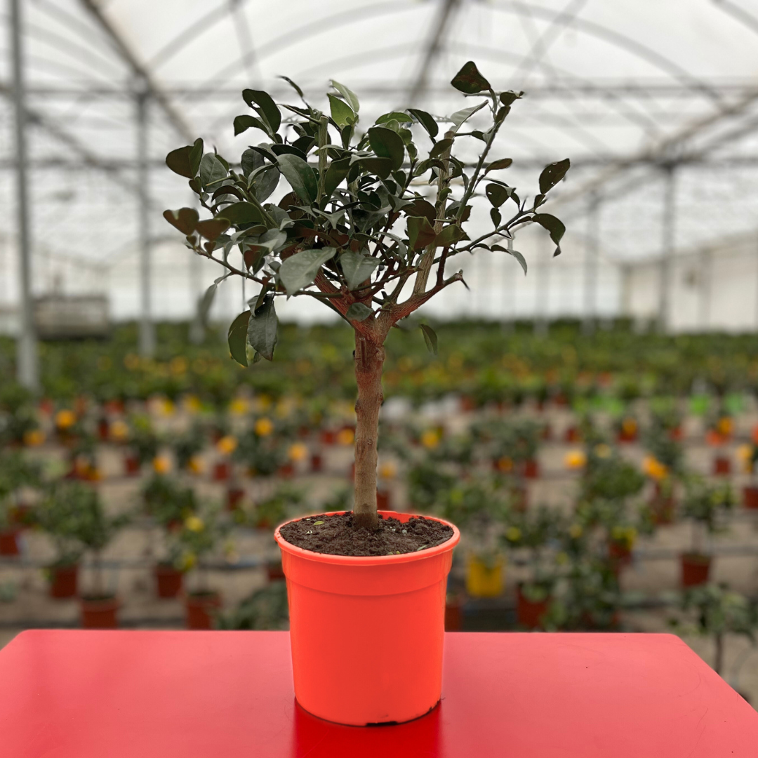 Citronnier Yuzu - Pot de 1.5 litres, hauteur 10/30 cm
