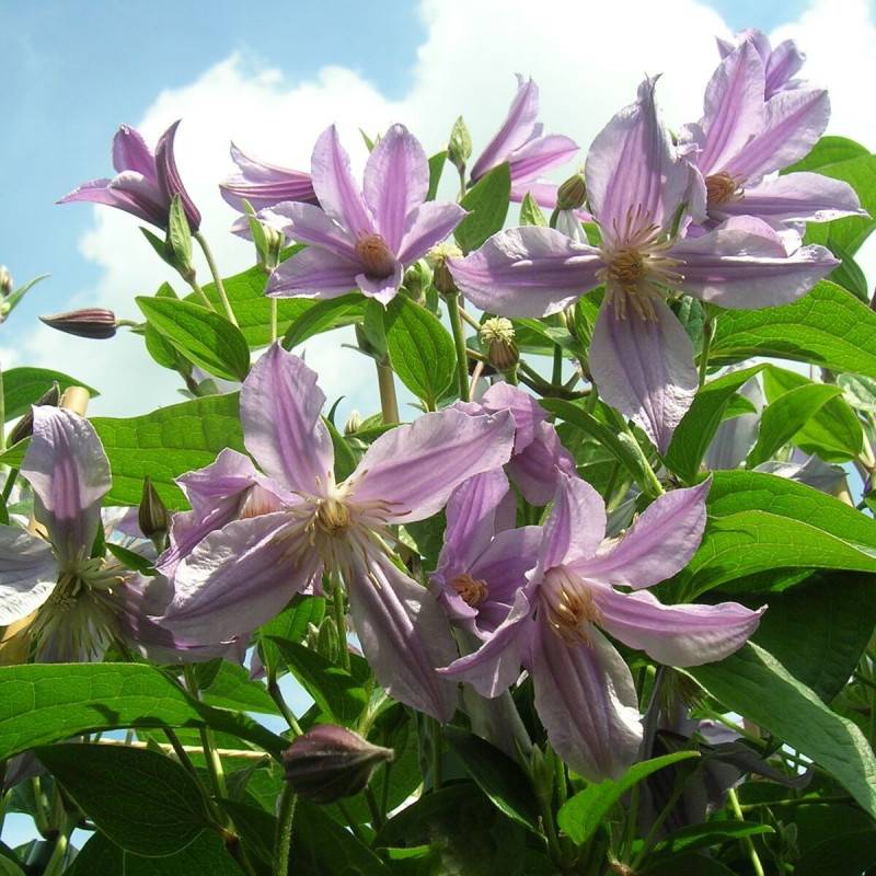 Clématite integrifolia Star River® 'Zostarri' à fleurs Bleue - feuillage Caduc - Pot de 2L - Tuteur bambou 60/90 cm- hauteur à maturité De 1,00 m à 1