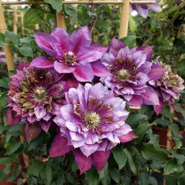 Clématite - Clematis Temptation Pot de 2L/3L