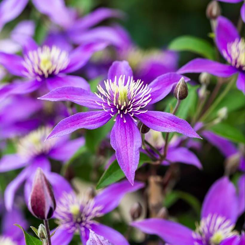 Clématite - Clematis diversifolia Stella Bella Pot de 1,5L/2L