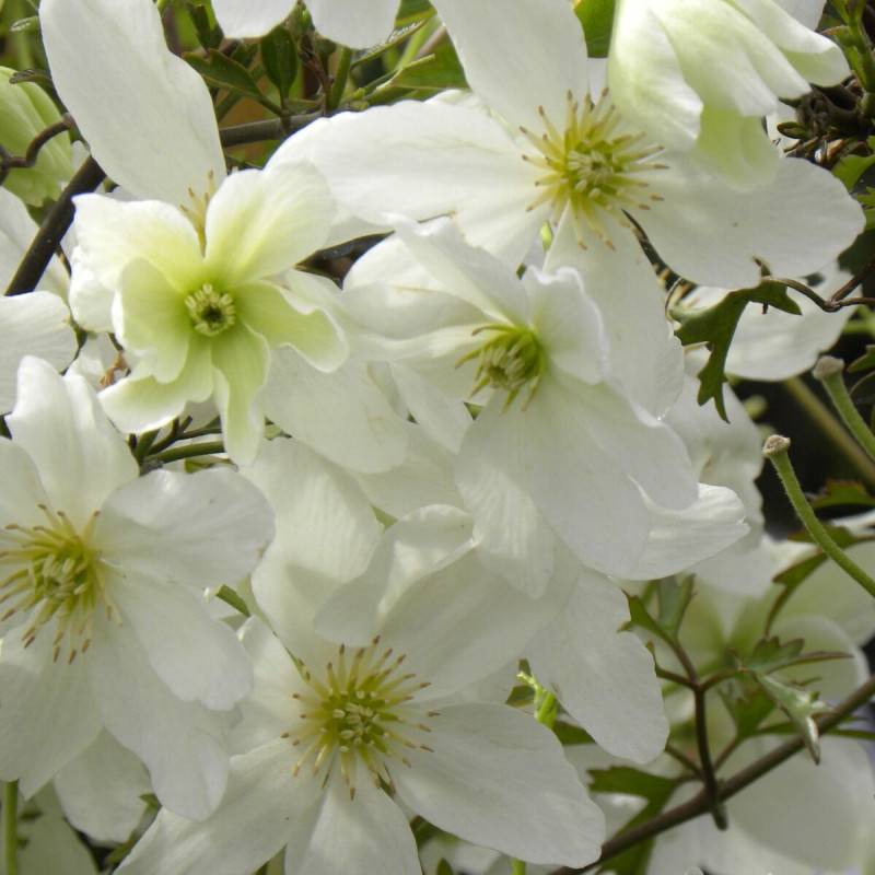 Clématite cartmanii Avalanche® 'Blavaal' à fleurs Blanche - feuillage Persistant - Pot de 3L - Echelle bambou 60/120 cm- hauteur à maturité De 1,50 m